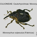 CEUTO-MON Mononychus vulpeculus GP MSU-ARC