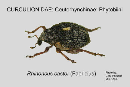 CEUTO-PHY Rhinoncus  castor GP MSU-ARC