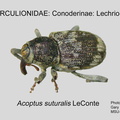CONOD-LEC Acoptus suturalis GP MSU-ARC