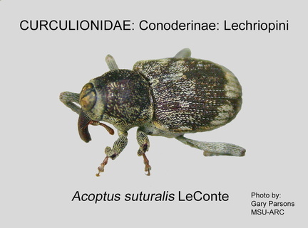 CONOD-LEC Acoptus suturalis GP MSU-ARC