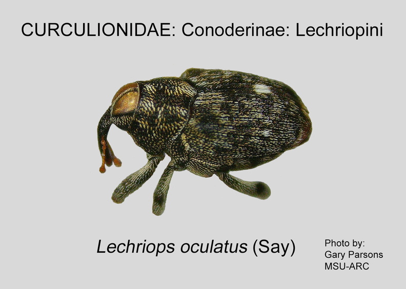 CONOD-LEC Lechriops oculatus GP MSU-ARC.jpg