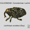 CONOD-LEC Lechriops oculatus GP MSU-ARC