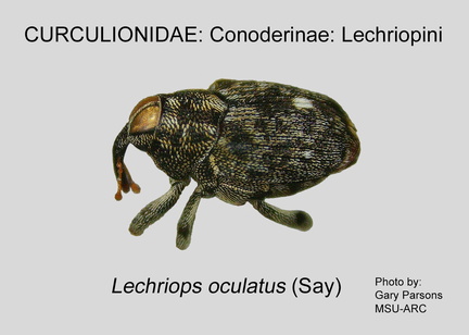 CONOD-LEC Lechriops oculatus GP MSU-ARC