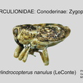 CONOD-ZYG Cylindrocopterus nanulus GP MSU-ARC
