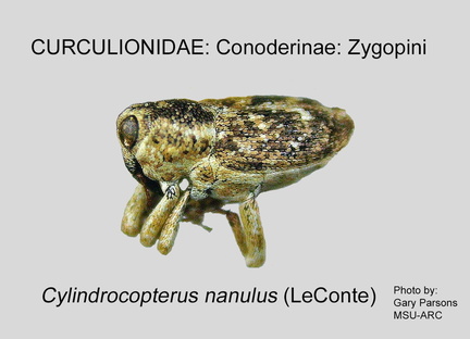 CONOD-ZYG Cylindrocopterus nanulus GP MSU-ARC