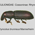 COSS-RHY Rhyncolus brunneus GP MSU-ARC