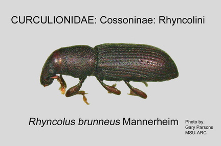 COSS-RHY Rhyncolus brunneus GP MSU-ARC