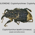 CRYPTO-CRY Cryptorhynchus lapathi GP MSU-ARC