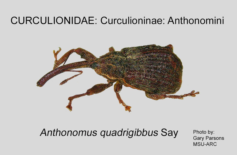CURC-ANT Anthonomus quadrigibbus GP MSU-ARC.jpg