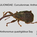 CURC-ANT Anthonomus quadrigibbus GP MSU-ARC