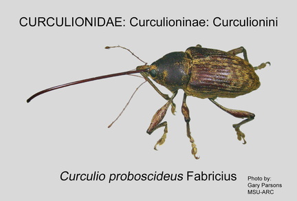 CURC-CUR Curculio proboscideus GP MSU-ARC