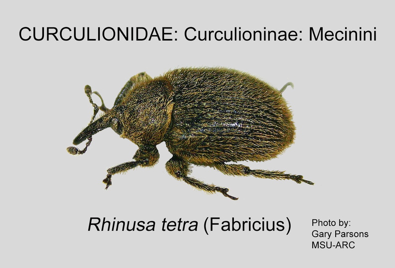 CURC-MEC Rhinusa tetra GP MSU-ARC.jpg