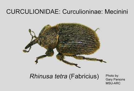 CURC-MEC Rhinusa tetra GP MSU-ARC