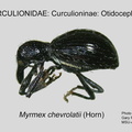 CURC-OTI Myrmex chevrolatii GP MSU-ARC