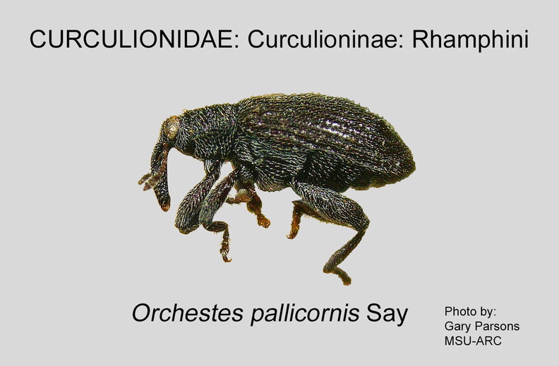 CURC-RHA Orchestes pallicornis GP MSU-ARC.jpg
