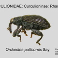 CURC-RHA Orchestes pallicornis GP MSU-ARC