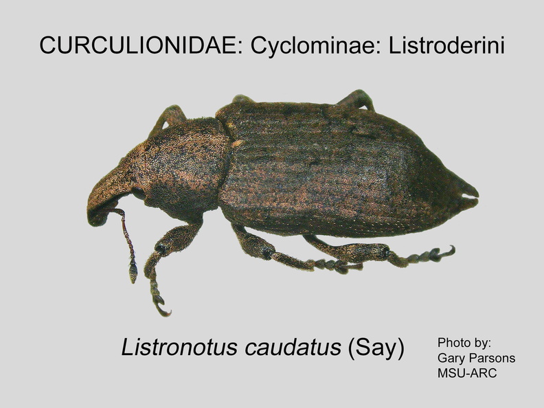 CYCLO-LIST Listronotus caudatus GP MSU-ARC.jpg