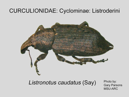 CYCLO-LIST Listronotus caudatus GP MSU-ARC