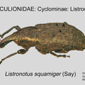 CYCLO-LIST Listronotus squamiger GP MSU-ARC