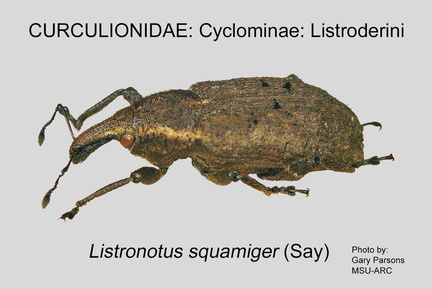 CYCLO-LIST Listronotus squamiger GP MSU-ARC