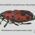 DRYOP-RHYN Rhodobaenus quinquepunctatus  GP MSU-ARC