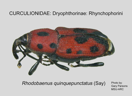 DRYOP-RHYN Rhodobaenus quinquepunctatus  GP MSU-ARC