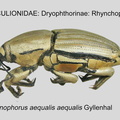 DRYOP-RHYN Sphenophorus a aequalis GP MSU-ARC