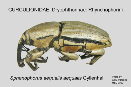 DRYOP-RHYN Sphenophorus a aequalis GP MSU-ARC