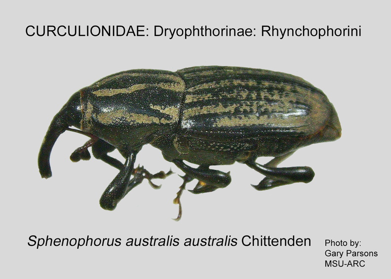 DRYOP-RHYN Sphenophorus a australis GP MSU-ARC.jpg