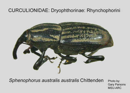 DRYOP-RHYN Sphenophorus a australis GP MSU-ARC