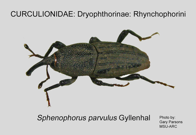 DRYOP-RHYN Sphenophorus parvulus GP MSU-ARC.jpg