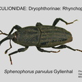 DRYOP-RHYN Sphenophorus parvulus GP MSU-ARC