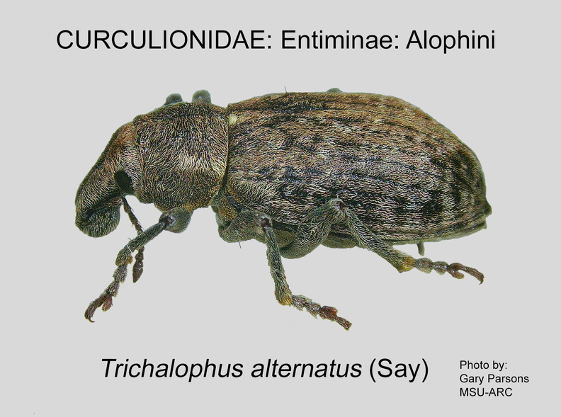 ENTIM-ALO Trichalophus alternatus GP MSU-ARC.jpg