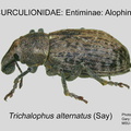 ENTIM-ALO Trichalophus alternatus GP MSU-ARC