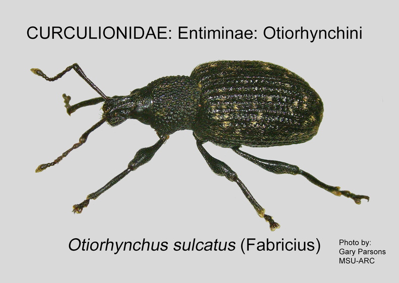ENTIM-OTI Otiorhynchus sulcatus GP MSU-ARC.jpg
