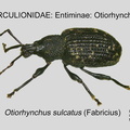 ENTIM-OTI Otiorhynchus sulcatus GP MSU-ARC