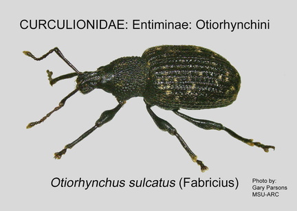 ENTIM-OTI Otiorhynchus sulcatus GP MSU-ARC