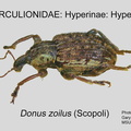HYP-HYP Donus zoilus GP MSU-ARC