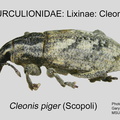 LIX-CLE Cleonis piger GP MSU-ARC