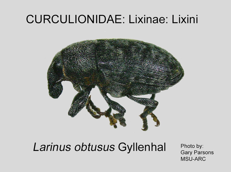 LIX-LIX Larinus obtusus GP MSU-ARC