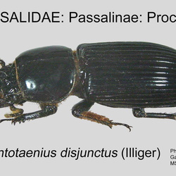 Passalidae