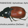 APHOD-APHO Aphodius pedellus GP MSU-ARC