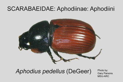 APHOD-APHO Aphodius pedellus GP MSU-ARC