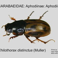 APHOD-APHO Chilothorax distinctus GP MSU-ARC