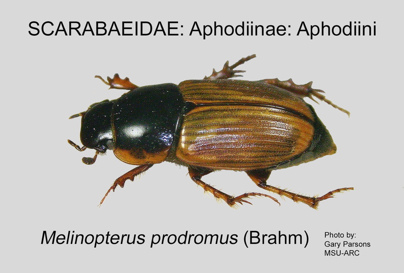APHOD-APHO Melinopterus prodromus GP MSU-ARC.jpg