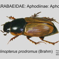 APHOD-APHO Melinopterus prodromus GP MSU-ARC