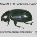 APHOD-APHO Stenotothorax badipes GP MSU-ARC
