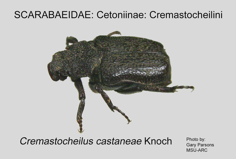 CETON-CREM Cremastocheilus castaneae GP MSU-ARC.jpg