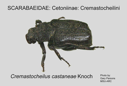CETON-CREM Cremastocheilus castaneae GP MSU-ARC