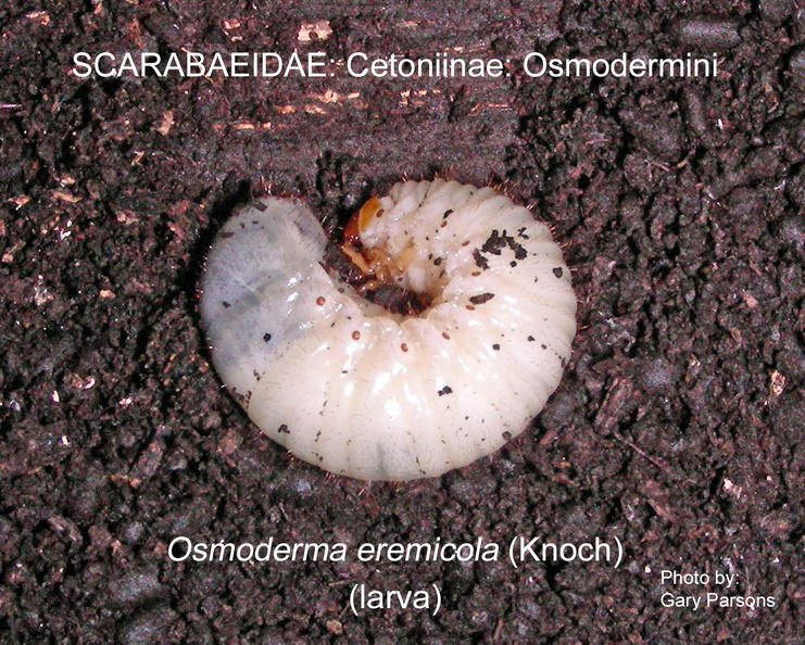 CETON-OSMO Osmoderma eremicola larva GP .jpg